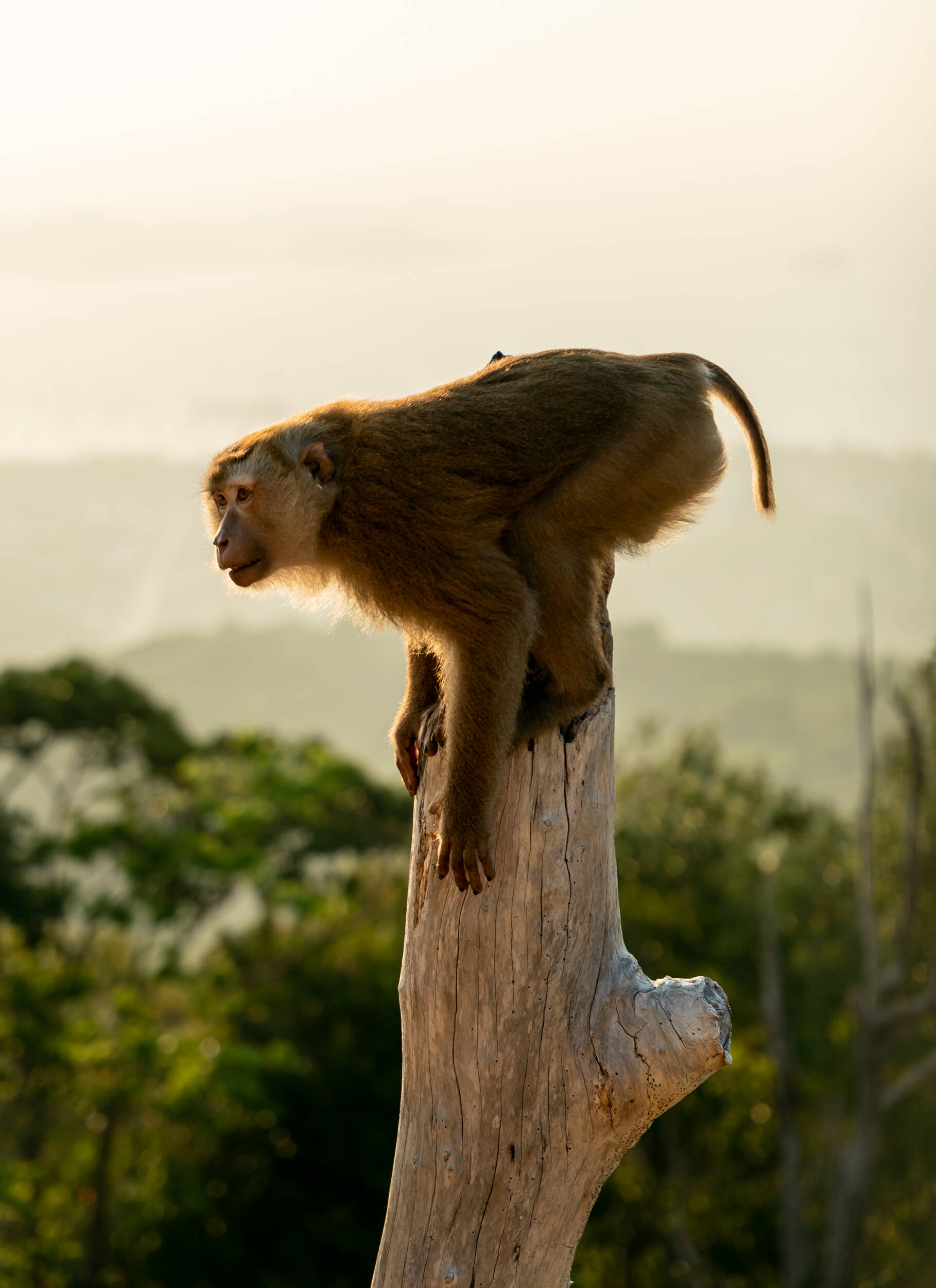 Macaque image one